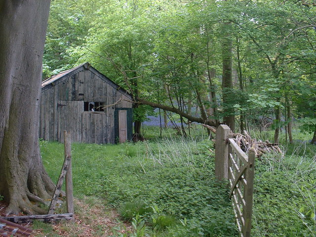 Shack in the woods